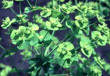 Leafy Spurge plant